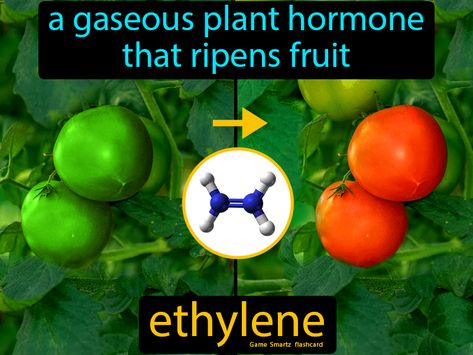 Ethylene definition: A gaseous plant hormone that ripens fruit. Plant Hormones, Science Diagrams, Chemistry Education, Teaching Chemistry, 9th Grade, Meaningful Drawings, Plant Science, Science Student, Easy Science