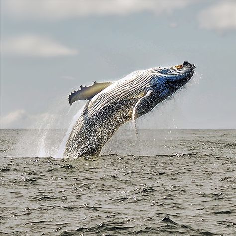 Whale Breaching. Winning Photograph. People's Choice. #Australian #National #Geographic 52 Hertz Whale, Whale Jumping, Whale Breaching, Realistic Animal Drawings, Whale Art, Beautiful Sea Creatures, Spirit Animals, Water Life, Nature Conservation