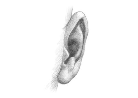 Easy Drawing Tutorials for Beginner & Intermediate Artists Ear Front View, How To Shade Ears, Ear From Front View, Drawing Ears Front View, Ear References Front View, Ear Shading Drawing, Ears Front View Drawing, Ear Drawing Front View, Ear Front View Drawing