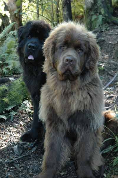 If we move out into the county dad said that we could get another dog... I want this one! And call him Bear! #NewfoundlandDog Massive Dog Breeds, Massive Dogs, Pet Anime, Newfoundland Puppies, Psy I Szczenięta, Tibetan Mastiff, Terra Nova, Newfoundland Dog, Dog Info