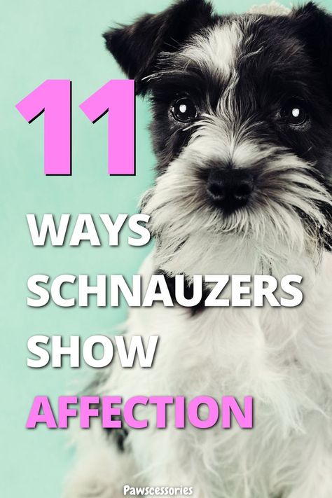 Schnauzer with text over the image saying "are schnauzers affectionate" Miniature Schnauzer Funny, Potty Training Mini Schnauzer, Schnauzer Yorkie Mix Dogs, Miniature Schnauzer Dogs, Mini Snauzer, Snorkie Dog, Mini Schnauzer Grooming Haircuts, Schnauzer Grooming Styles, Schnauzer Haircuts