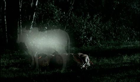 Apichatpong Weerasethakul "Tropical Malady" (2004) Tropical Malady, Apichatpong Weerasethakul, Pale Blue Dot, Beautiful Scenery Photography, Scenery Photography, Scandinavian Art, Moving Image, Blue Dot, Film Posters