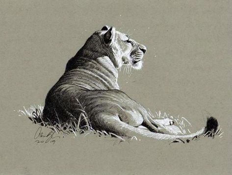 by Aaron Blaise art, pen and ink Aron Blaise Art, Aaron Blaise Art, Aaron Blaise, Realistic Animal Drawings, Pencil Drawings Of Animals, Recycled Art Projects, Drawing Cartoon Faces, Art Charcoal, Eagle Art