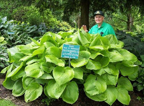 Hosta Sum and Substance - Perhaps the largest and most popular hosta. This award winner has immense leathery leaves of chartreuse that become gold as summer approaches. A bold landscape feature when accentuated by smaller bright-colored hostas and other perennials. Resists slug damage. Herbaceous perennial. Hosta of the Year, 2004.  Shade loving. Hosta Sum And Substance, Giant Hosta, Plantain Lily, Hosta Varieties, Hosta Gardens, Hosta Plants, Gardening Zones, Hummingbird Flowers, Herbaceous Perennials