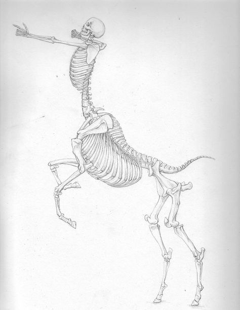 Centaur Skeleton, Centaur Anatomy, Background S, Skeleton Art, Arte Sketchbook, Anatomy Drawing, Mythological Creatures, Anatomy Art, Magical Creatures