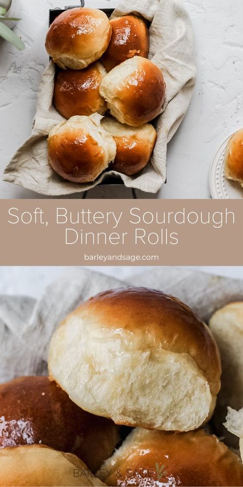 Fluffy Sourdough Dinner Rolls, Sourdough With Starter, Fluffy Sourdough Rolls, Sourdough Honey Butter Rolls, Sourdough Discard Thanksgiving Recipes, Easy Sourdough Dinner Rolls - Soft And Fluffy, Sourdough Soft Rolls, Sour Dough Dinner Rolls Recipe, Sourdough Discard Rolls Recipes