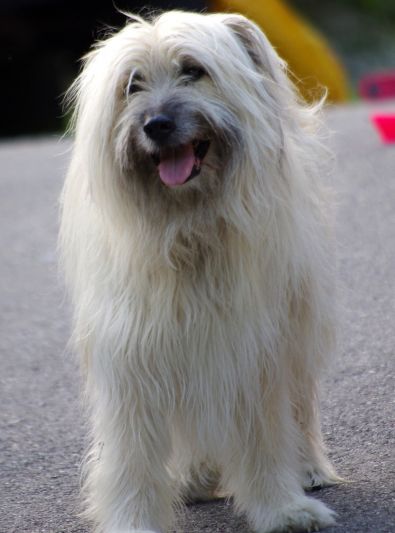 Berger des Pyrénées : caractère, santé, alimentation, prix et entretien Pyrenean Shepherd, Dog Bedroom, Mammals, Dog Breeds, Dogs, Animals