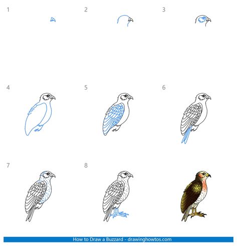 Buzzard Drawing, Draw Birds, Bird Reference, Easy Drawing Guides, Drawing Guides, Sharpie Markers, Bee Eater, Buzzard, Two Birds