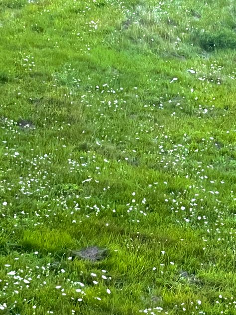 Field Of Flowers, Flower Field, Lawn, Natural Landmarks, Collage, Plants, Flowers, Travel, Pins