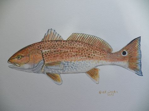 Red Drum painted in watercolor on paper. Sealife Drawing, Redfish Art, Red Drum Fish, Koi Fish Drawing, Sea Creatures Art, Drawing Beautiful, Leather Tooling Patterns, Wood Fish, Red Pictures