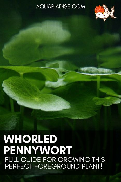 Growing Hydrocotyle verticillata (whorled pennywort) | Aquariadise Pennywort Plant, Freshwater Aquarium Plants, Herb Plants, Easy Plants To Grow, Aquascape Aquarium, Pond Plants, Easy Plants, Replant, Freshwater Aquarium