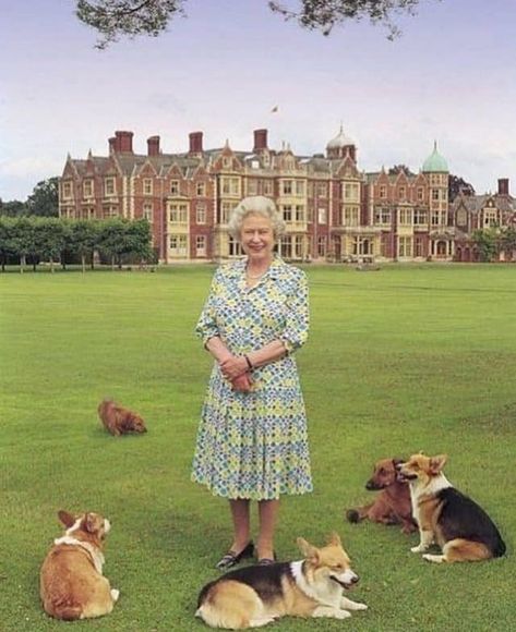 Corgi Queen, Ratu Elizabeth, Queen Elizabeth Photos, Sandringham House, Rainha Elizabeth Ii, English Royal Family, Hm The Queen, Royal Family England, Reine Elizabeth