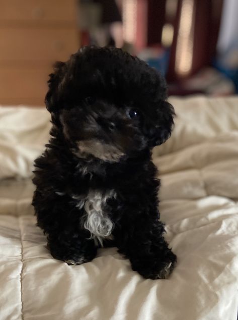 Maltipoo Puppy Black, Black Maltipoo Puppy, Toy Poodle Puppies Black, Black Fluffy Puppy, Black Fluffy Dog, Black Small Dog, Shipoo Puppies, Cute Black Puppy, Black Maltipoo