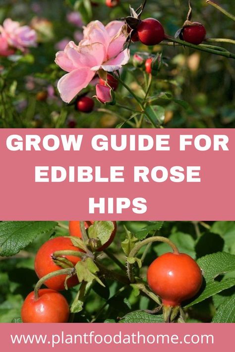 Best Roses For Rose Hips, Rose Hip Plant, Harvesting Rose Hips, Tulips In Pots, How To Grow Tulips, Rosehip Recipes, Tattoo Tulip, Grow Tulips, Colorado Gardening