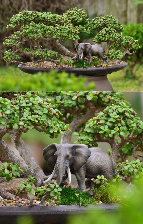 The portulacaria afra (dwarf jade, elephant jade, spekboom) is native to South Africa where they are part of the African elephant's diet. So it was only fitting to add an elephant to the dwarf jade bonsai forests. Notice the resemblance of the plant's bark to the skin of the elephant. Just like in the wild. Jade Plant Bonsai, Jade Elephant, Jade Bonsai, Bonsai Forest, Bonsai Tree Types, Bonsai Tree Care, Bonsai Techniques, Indoor Water Garden, Succulent Bonsai