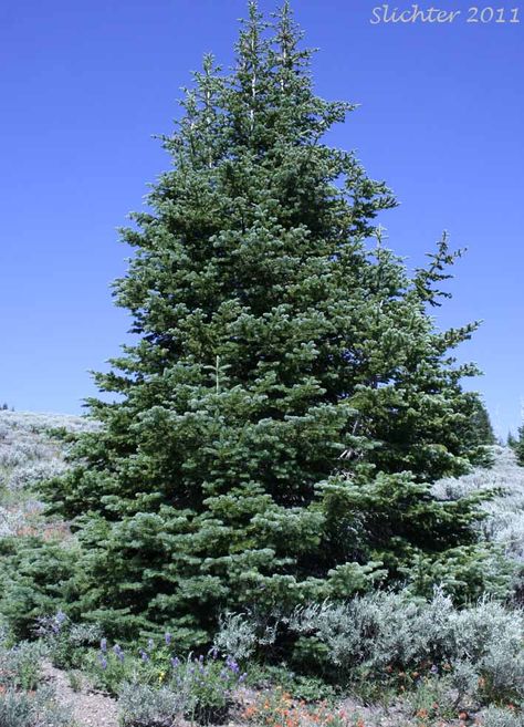 Fir, Balsam Fir, Subalpine Fir, White Balsam Fir: Abies lasiocarpa ... Balsam Hill Sanibel Spruce, Blumea Balsamifera, Doterra Balsam Fir, Balsam Fir Christmas Tree, Subalpine Fir, Balsam Fir, Autumn Trees, Trees, Plants