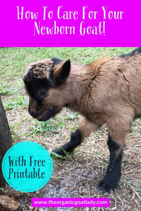 Goat Life, Nigerian Goats, Keeping Goats, Goat Health, Homestead Animals, Female Goat, Happy Goat, Goat Care, Raising Goats