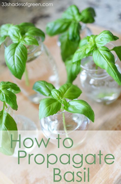 Propagate Basil, Grow Herbs, Growing Basil, Basil Plant, Inside Plants, Indoor Herb Garden, Herbs Indoors, Home Vegetable Garden, Hydroponic Gardening