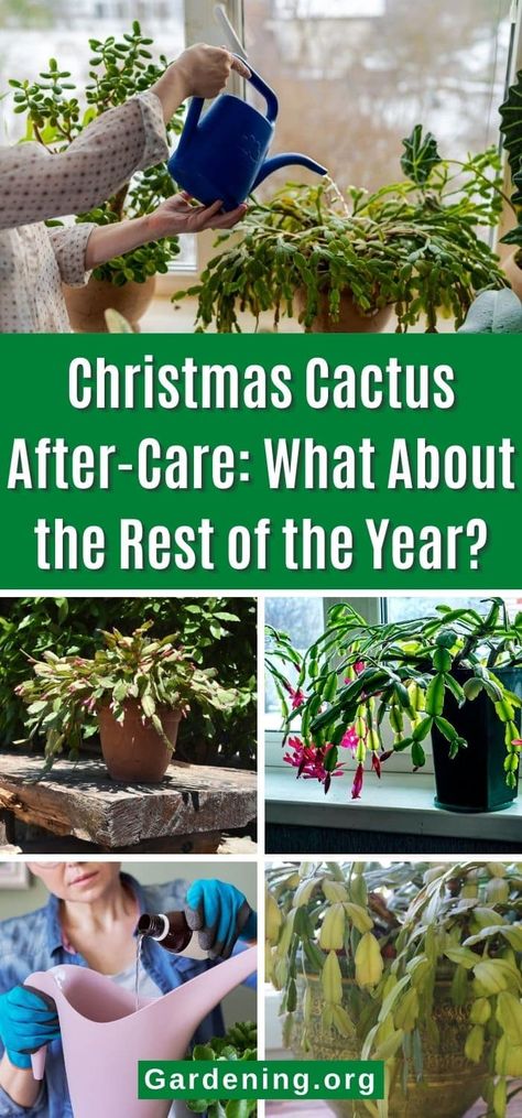 Christmas Cactus After-Care: What About the Rest of the Year? Christmas Cactus Care Tips, Xmas Cactus Care, Types Of Christmas Cactus, Why Is My Christmas Cactus Wilting, Cactus Propagation, Xmas Cactus, Care For Christmas Cactus, Inside Gardening, Christmas Cactus Propagation