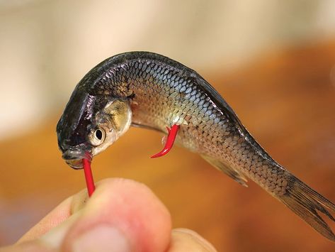 Homemade Catfish Bait, Best Catfish Bait, Catfish Rigs, How To Catch Catfish, Channel Catfish, Catfish Bait, Trout Fishing Tips, Catfish Fishing, Dog Days Of Summer