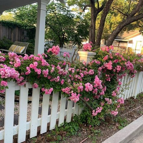 Peggy Martin Climbing Rose Care and Growing Information Peggy Martin Rose, Climbing Roses Trellis, Martin Rose, Parterre Garden, Rose Garden Design, Rose Trellis, Garden Flower Beds, Climbing Rose, Rose Care