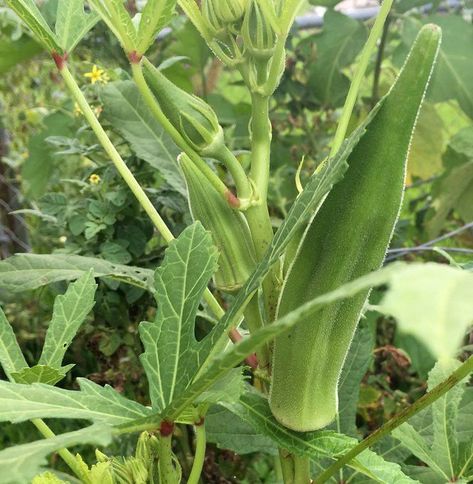 Vegetables To Plant, Malabar Spinach, Snap Beans, Summer Vegetables, Happy Farm, South Louisiana, Summer Vegetable, Fruit Garden, Garden Trellis