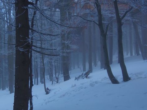 Snow Forest Photography, Snow Scenery Winter Scenes, Ethereal Winter Aesthetic, Cold Air Aesthetic, Ice Lake, Mountains Aesthetic, Snow Forest, Forest Illustration, Snowy Forest