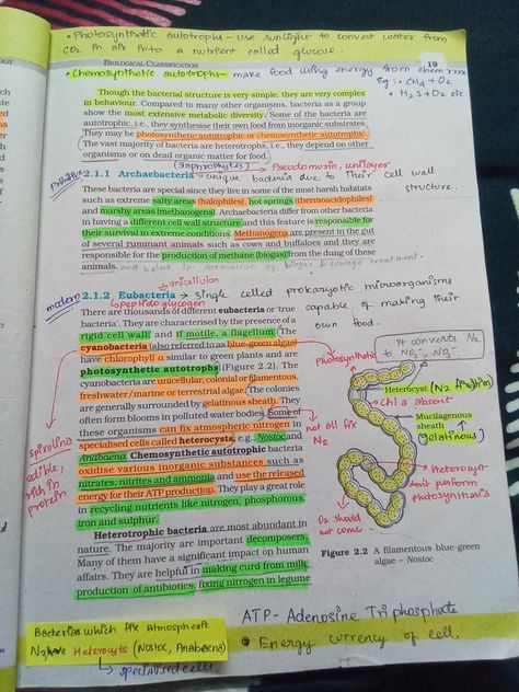 Kingdom Protista Notes Class 11, Plant Kingdom Notes Class 11, Biological Classification, Neet Aspirant, Class 11 Biology, Bio Notes, Neet Notes, Learn Biology, Medical Study