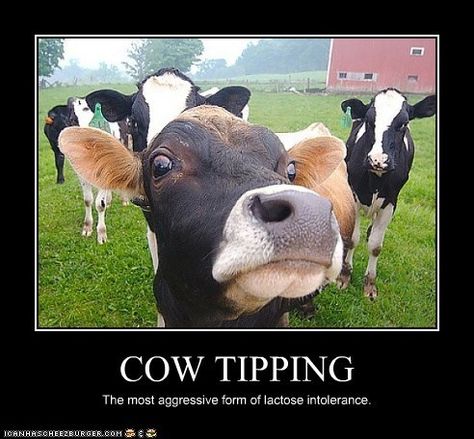 Stay regular on social media at Cow Tipping social media today. Cow Jokes, Very Funny Photos, Politically Incorrect Humor, Vegan Humor, Silly Jokes, Sarcastic Quotes Funny, Twisted Humor, Dad Jokes, Funny Signs