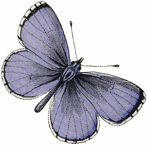 Vintage Pictures Ideas, Vintage Tattoo Ideas, Butterfly Image, Fairy Ideas, Butterfly Images, Butterfly Illustration, Graphics Fairy, Butterfly Pictures, Vintage Drawing