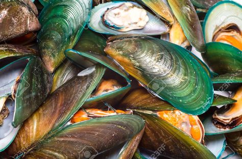 Masses of the Asian "Green Mussel" Perna viridis, an Indo-Pacific invasive that has invaded both coasts of sub-tropical Florida  /jpg (1300×861) Green Mussels, Fancy Girls, Alien Species, Molluscs, Invasive Species, Gulf Coast, Marine Life, No Cook Meals, Sea Shells