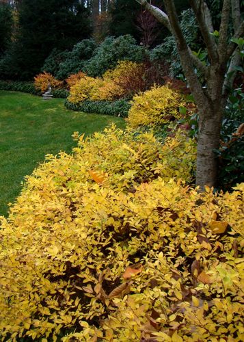 Japanese spirea  A shrub border featuring the deciduous Spiraea japonica ‘Goldmound’ (Japanese spirea) is dazzling in the fall. In spring the foliage on this 2-to-3-foot-tall shrub is a vibrant yellow, and in early summer clusters of pink flowers appear. The color of the leaves cool to a yellowish green in summer and in the fall they turn a rich golden yellow as shown here. It is a great color addition to any border, and you can even add it to a planter. It grows well in zones 4 through 8. Goldmound Spirea, Japanese Spirea, Garden Design Flowers, Shrub Border, City Gardening, Seasonal Quotes, Spiraea Japonica, Portland Garden, Tall Shrubs