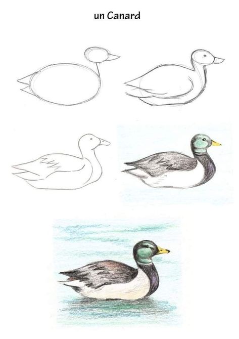 Wildlife Drawings Easy, Animal Drawings Sketches Step By Step, Bird Drawings Easy, Animal Drawing Tutorial, Easy Bird Drawing, Simple Bird Drawing, Animal Sketches Easy, Ear Tattoo Ideas, Pencil Drawings For Beginners