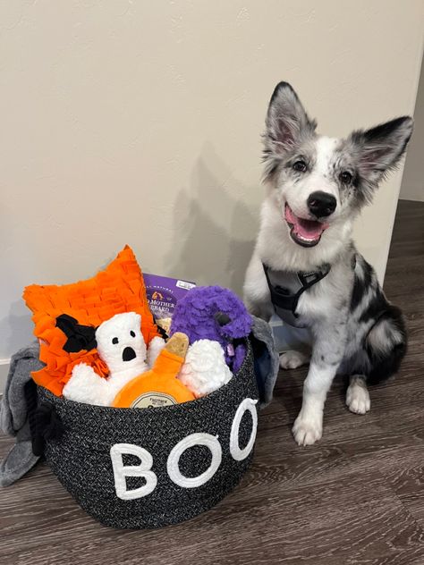 Halloween puppy gift basket Dog Halloween Basket, Dog Spooky Basket, Puppy Gift Basket, Dog Gift Basket, Goodie Basket, Halloween Puppy, Halloween Basket, Apartment Dogs, Halloween Baskets