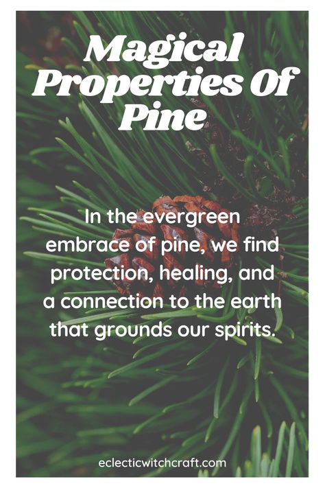 The Magical Properties Of Pine (Pine Uses In Witchcraft) - Eclectic Witchcraft Pine Magical Properties, Pine Needles Witchcraft, Earth Witchcraft, Yule 2023, Witchy Herbs, Spell Ingredients, Eclectic Witchcraft, Herbal Education, Pine Oil