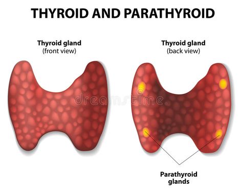 Thyroid and parathyroid. Thyroid and parathyroid gland. Vector diagram , #AFFILIATE, #parathyroid, #Thyroid, #gland, #diagram, #Vector #ad Parathyroid Gland, Diagram Illustration, Thyroid Gland, Photoshop Design, Graphic Design Art, Anatomy, Graphic Art, Dinosaur Stuffed Animal, Health Care