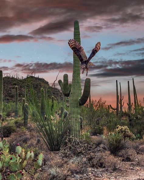 Desert Owl, Southwestern Aesthetic, Owl In Flight, Scene Tattoo, Sonora Desert, Desert Aesthetic, Arizona Photography, Desert Animals, Desert Dream