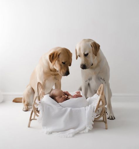 Newborn Pictures Boy, Dog Baby Announcement, Newborn Family Pictures, Pregnancy Announcement Photoshoot, Dog Pregnancy Announcement, Pregnant Dog, Newborn Family Photos, Newborn Baby Photoshoot, Baby Shoot