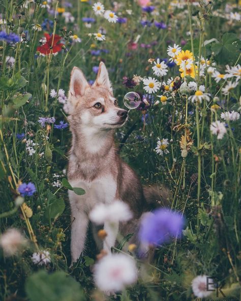 Bambi wondering what these... - Mjölnir - Alaskan Klee Kai Alaskan Klee Kai, Pet Bunny Rabbits, Pet Bunny, Her Eyes, In Summer, Funny Cute, Animal Photography, Summer Time, Dog Breeds