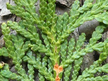 Cedar Leaves, Fishing Spears, Eastern White Cedar, Thuja Plicata, Northern White Cedar, Thuja Occidentalis, Conifer Trees, Balsam Fir, White Cedar