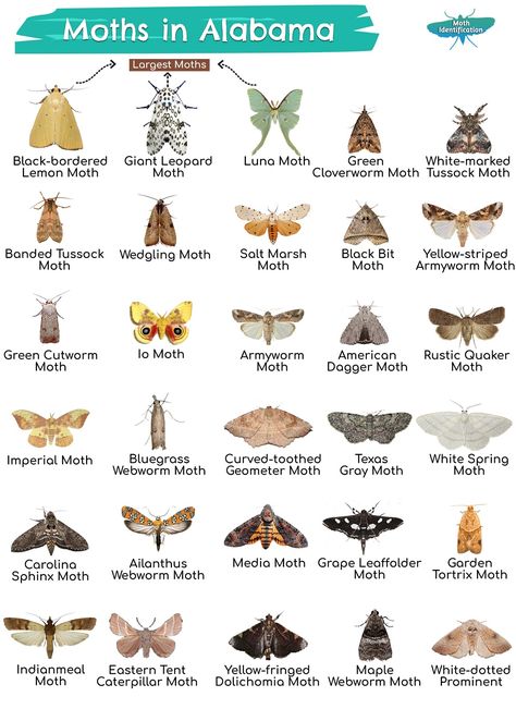 Moth Facts, Sphinx Moth, Large Moth, Butterfly Species, Moth, Alabama, Bugs, Tatting, Insects