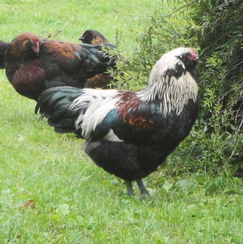 Ameraucana hens start laying when they are between five and seven months old. Description from sercadia.wordpress.com. I searched for this on bing.com/images Ameraucana Chicken, Backyard Flocks, Egg Shell, Our Place, Chicken House, Raising Chickens, Chicken Coop, The Birds, Rooster