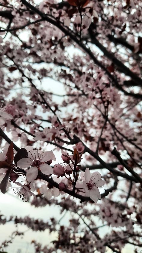 #almond tree #pink flowers #beautiful smells #aesthetic #focus #photograph #inspo #March #first month of spring #wallpaper #April #Instagram story Month May Wallpaper, April Dump Aesthetic, April Vibes Aesthetic, April Month Aesthetic, April Instagram Story, April Aesthetic Month, March Aesthetic Month, February Aesthetic Month, May Aesthetic Month