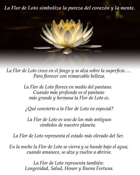 Flor de Loto Phoenix Tattoo Feminine, Chakra Meditation, Spanish Quotes, Water Lily, Tattoos With Meaning, Lotus Flower, Body Art Tattoos, Buddhism, Namaste