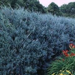 Leyland Cypress Trees, Blue Juniper, Thuja Green Giant, Emerald Green Arborvitae, Small Backyards, Leyland Cypress, Fast Growing Evergreens, Screen Plants, Myrtle Tree