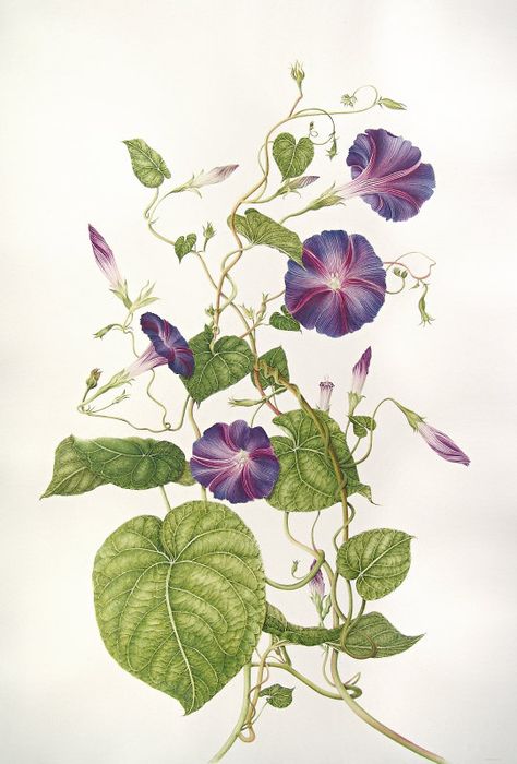 morning glory botanical drawing - Google Search Morning Glory Vine, Botany Illustration, Vine Drawing, 강아지 그림, Illustration Botanique, Vintage Botanical Prints, Botanical Painting, Botanical Watercolor, Scientific Illustration