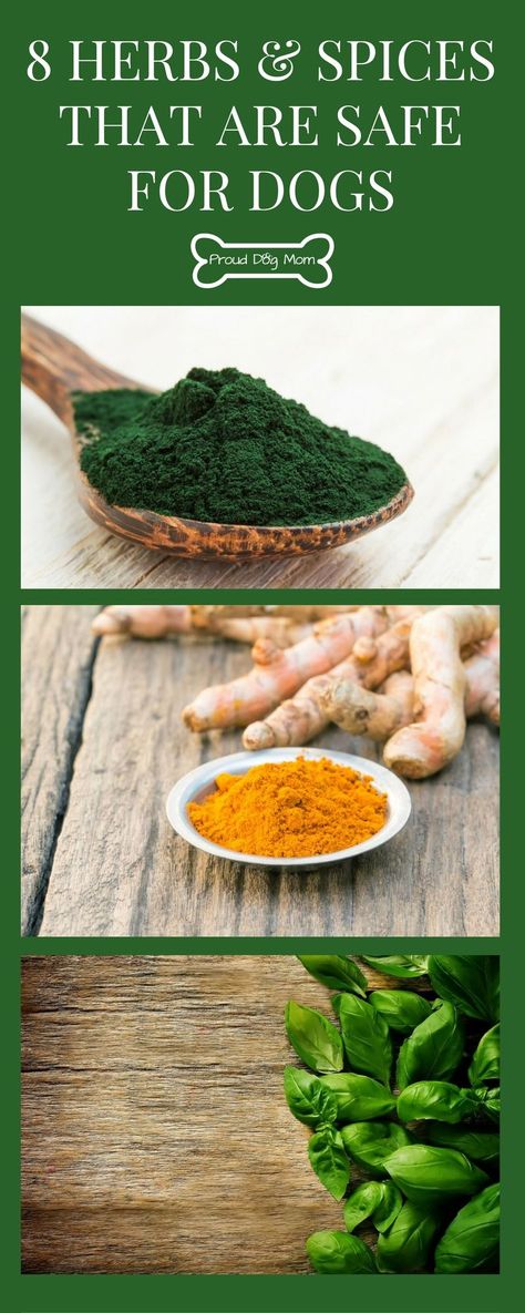 8 Herbs and Spices That Are Safe For Dogs | Dog Health | DIY Dog Food | Vegan Dog Food, Diy Dog Food, Vegan Dog, Training Facility, Food Dog, Dog Health Tips, Healthy Herbs, Raw Dog Food Recipes, Dog Nutrition