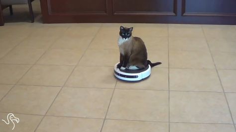 Cat On Roomba, Grass Bed, Cat Having Kittens, Funny Cat Compilation, Cat Hug, Beautiful Kittens, Cats Musical, Siamese Kittens, Brain Freeze