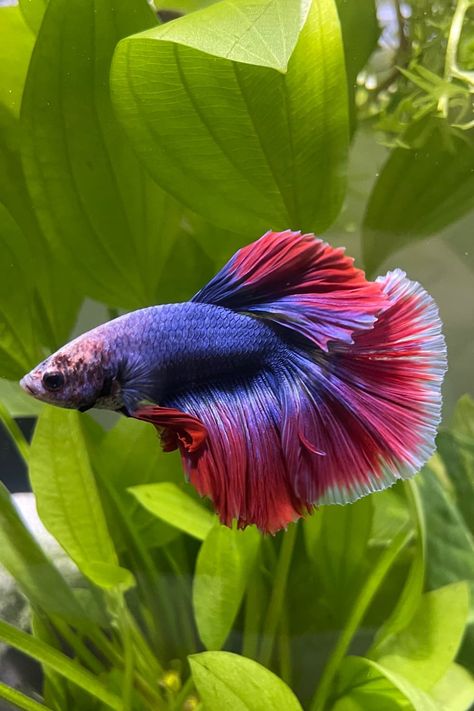 Betta Fish Photography, Baby Betta Fish, Cool Fish Tank Decorations, Cool Fish Tanks, Guppy Fish, Betta Fish Care, Betta Fish Tank, Beta Fish, Underwater Animals