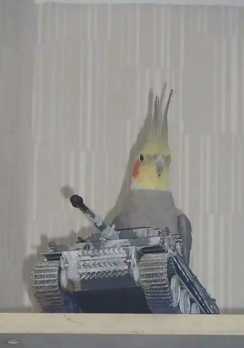 Cockatiel Funny Pictures, Cockatiel Funny, Bird Meme, Funny Bird Pictures, Bird Funny, Cockatiel Bird, Konosuba Wallpaper, Funny Parrots, Crazy Bird